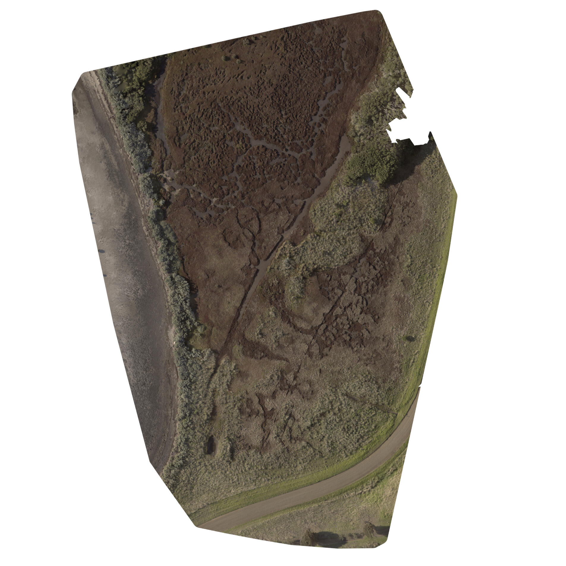 Saltmarsh